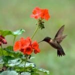 Hummingbird And Flowers Funeral Home And Cremations Roseville CA